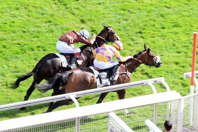 Photo d'arrivée de la course pmu PRIX PIOMARES à AUTEUIL le Mardi 3 octobre 2017