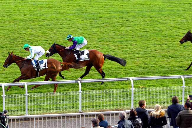 Photo d'arrivée de la course pmu PRIX LE PACHA à MAISONS-LAFFITTE le Mercredi 1 novembre 2017