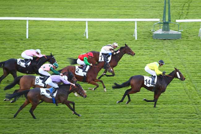 Photo d'arrivée de la course pmu PRIX DES HARAS à SAINT-CLOUD le Mardi 7 novembre 2017