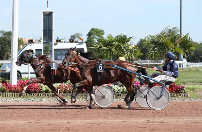 Photo d'arrivée de la course pmu PRIX TIMOKO à TOULOUSE le Mardi 11 septembre 2018