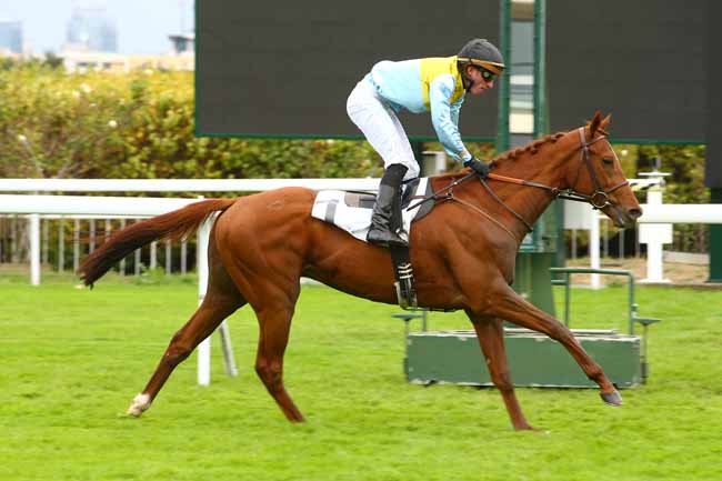 Photo d'arrivée de la course pmu PRIX DES CAPUCINES à SAINT-CLOUD le Mardi 30 octobre 2018