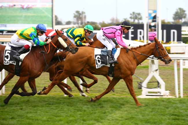 Photo d'arrivée de la course pmu PRIX DE LA CROISETTE à CAGNES-SUR-MER le Mercredi 16 janvier 2019