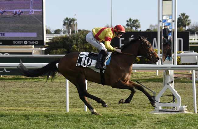 Photo d'arrivée de la course pmu PRIX DU COL DE LA BONETTE à CAGNES-SUR-MER le Vendredi 18 janvier 2019