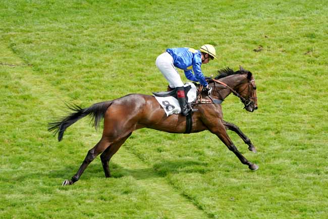 Photo d'arrivée de la course pmu PRIX XAVIER DE CHEVIGNY à AUTEUIL le Vendredi 14 juin 2019