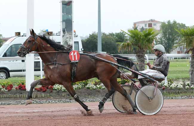 Photo d'arrivée de la course pmu PRIX ROBERT BORDENAVE à TOULOUSE le Mardi 10 septembre 2019