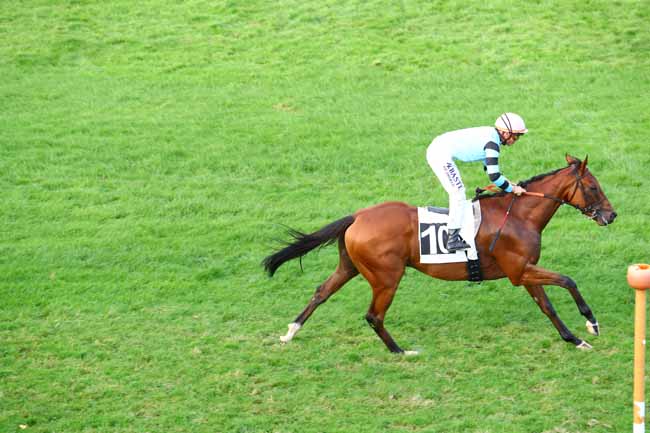 Photo d'arrivée de la course pmu PRIX DE LA PINEDE à FONTAINEBLEAU le Mardi 24 septembre 2019