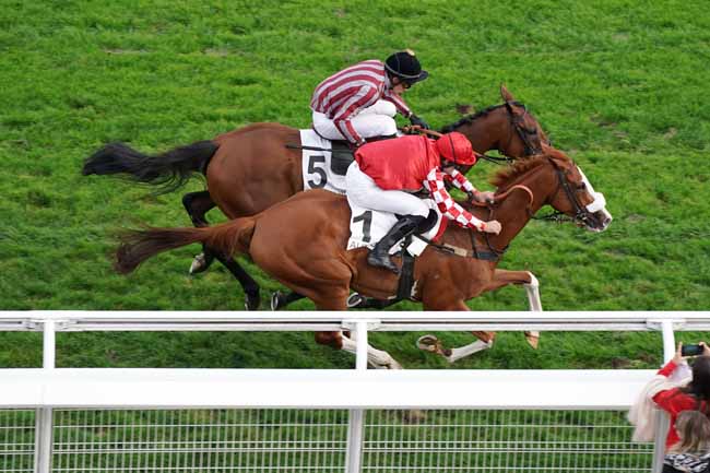 Photo d'arrivée de la course pmu PRIX GRANDLIEU à AUTEUIL le Samedi 28 septembre 2019
