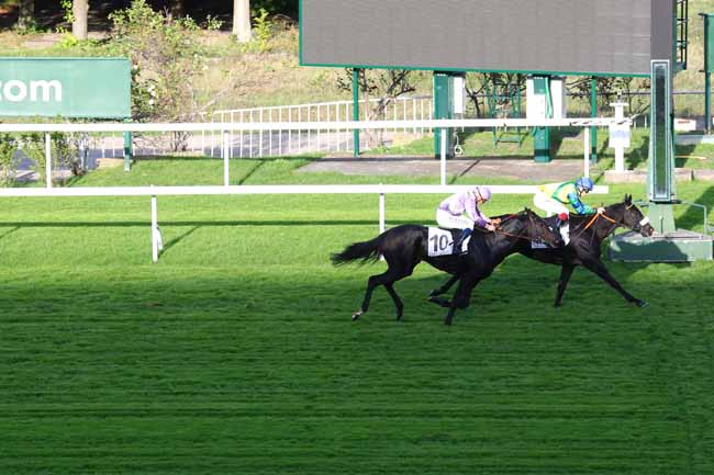 Photo d'arrivée de la course pmu PRIX DE LA VALLEE DE L'YVETTE à SAINT-CLOUD le Jeudi 10 octobre 2019