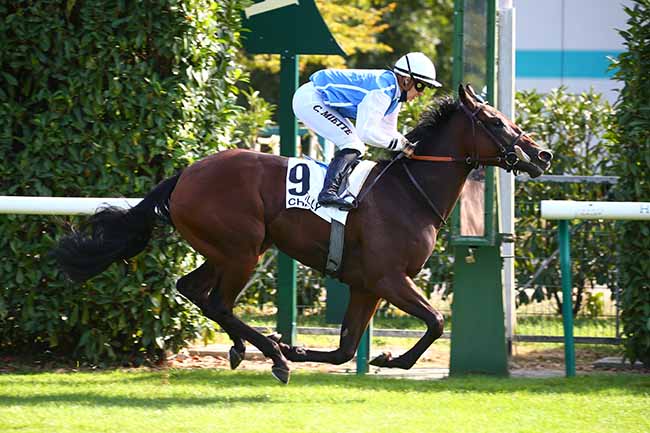 Photo d'arrivée de la course pmu PRIX DE VINEUIL à CHANTILLY le Vendredi 18 septembre 2020