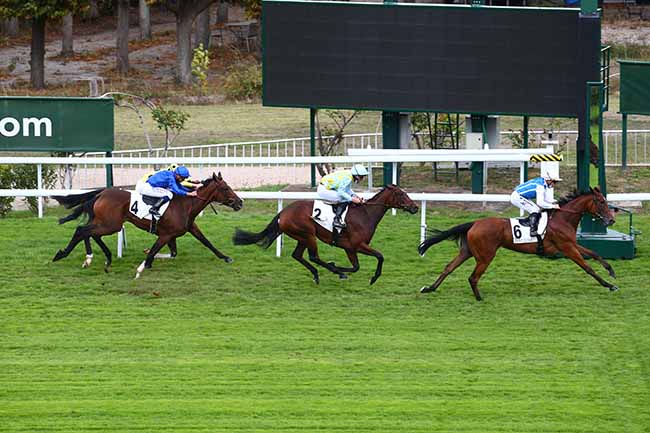 Photo d'arrivée de la course pmu PRIX FAIRY LEGEND à SAINT-CLOUD le Mercredi 23 septembre 2020