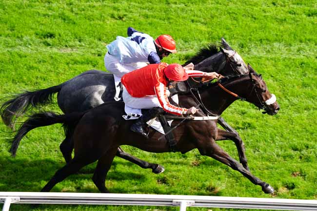 Photo d'arrivée de la course pmu PRIX PRIDE OF KILDARE à AUTEUIL le Jeudi 1 octobre 2020