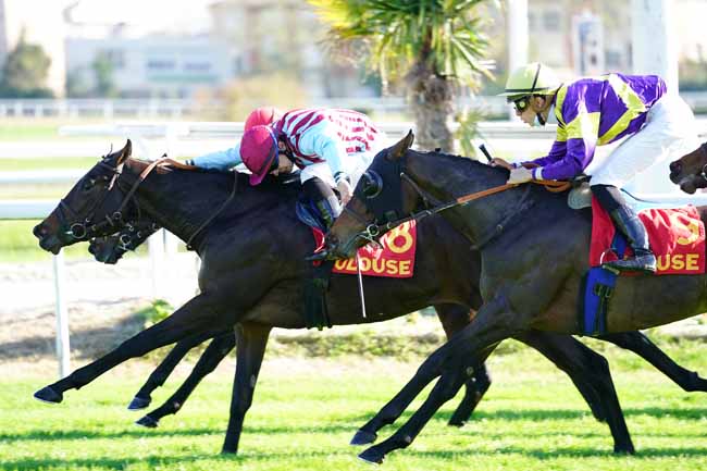 Photo d'arrivée de la course pmu PRIX DE LA DEPECHE DU MIDI à TOULOUSE le Mercredi 11 novembre 2020