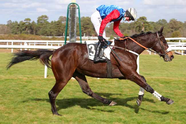 Photo d'arrivée de la course pmu PRIX DE LA COMMUNAUTE D'AGGLOMERATION DU PAYS DE FONTAINEBLEAU à FONTAINEBLEAU le Mardi 23 février 2021