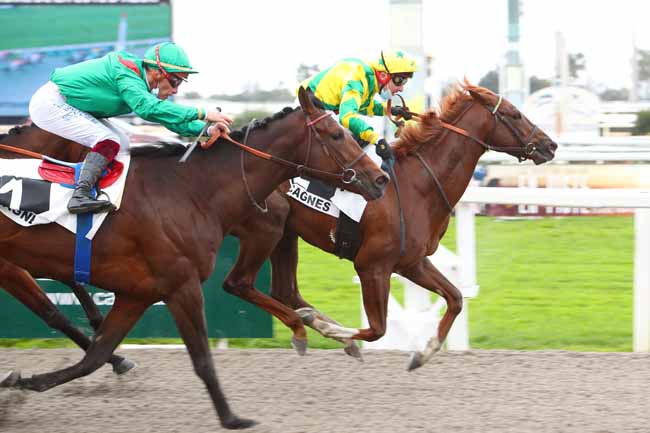 Photo d'arrivée de la course pmu PRIX PARTENAIRE ARQANA à CAGNES-SUR-MER le Samedi 27 février 2021