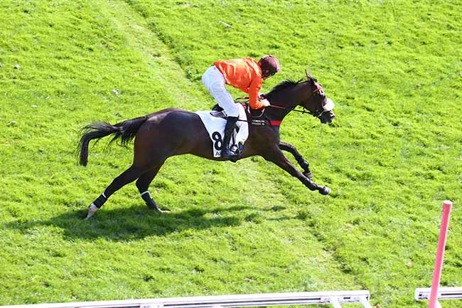 Photo d'arrivée de la course pmu PRIX PIERRE ET BERNARD CYPRES à AUTEUIL le Lundi 13 septembre 2021