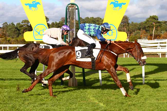 Photo d'arrivée de la course pmu PRIX DE LA CHAMBRE DE COMMERCE ET D'INDUSTRIE DE SEINE-ET-MARNE à FONTAINEBLEAU le Mardi 2 novembre 2021