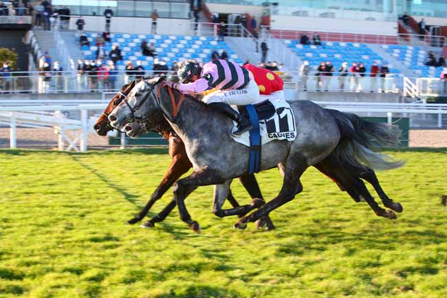 Photo d'arrivée de la course pmu PRIX LORD DU SUD à CAGNES-SUR-MER le Mercredi 16 février 2022