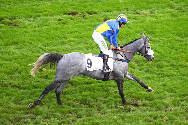 Photo d'arrivée de la course pmu PRIX LEOPOLD BARA à AUTEUIL le Vendredi 4 novembre 2022