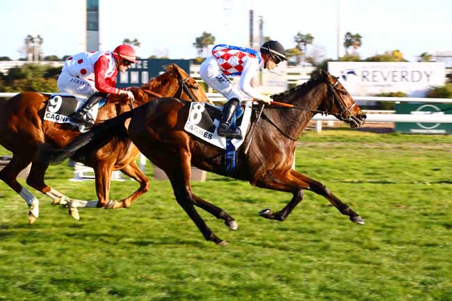 Photo d'arrivée de la course pmu PRIX DE CIMIEZ à CAGNES-SUR-MER le Mardi 7 février 2023