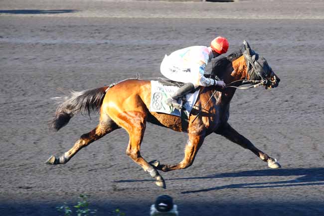 Photo d'arrivée de la course pmu PRIX DE ROMORANTIN à PARIS-VINCENNES le Mardi 14 février 2023