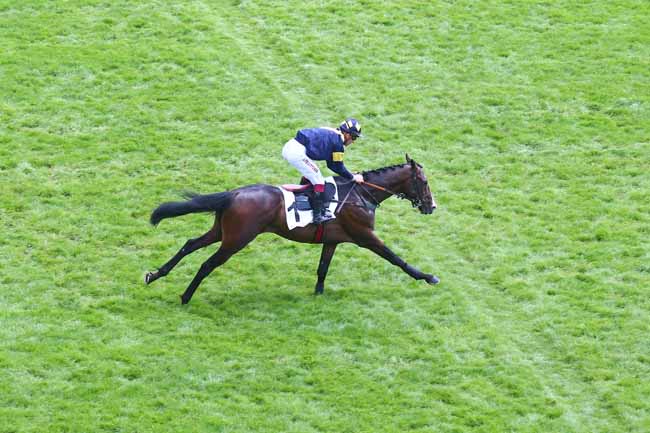 Photo d'arrivée de la course pmu PRIX AGUADO à AUTEUIL le Dimanche 21 mai 2023