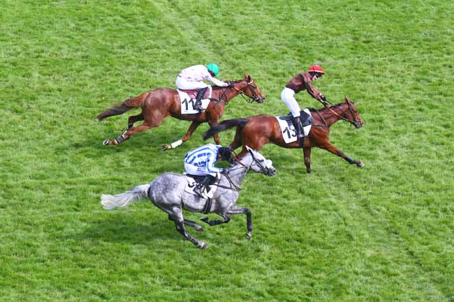 Photo d'arrivée de la course pmu PRIX RMC DECOUVERTE - PRIX WILD RISK à AUTEUIL le Dimanche 21 mai 2023