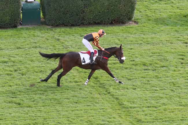 Photo d'arrivée de la course pmu PRIX HARAS DU REUILLY à AUTEUIL le Mardi 24 octobre 2023