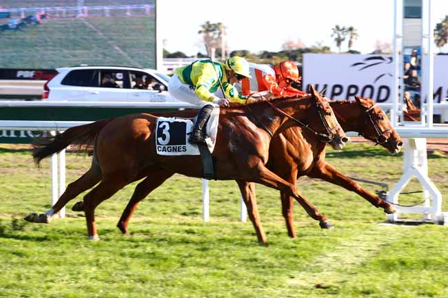 Photo d'arrivée de la course pmu PRIX ALBERT TATON à CAGNES-SUR-MER le Lundi 15 janvier 2024