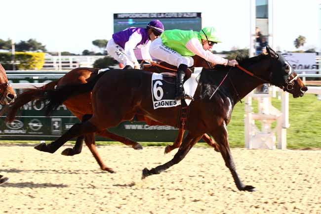 Photo d'arrivée de la course pmu PRIX DES ROMARINS à CAGNES-SUR-MER le Lundi 29 janvier 2024