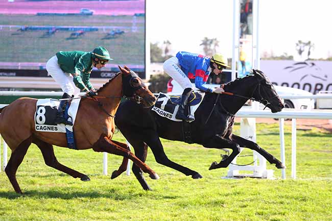 Photo d'arrivée de la course pmu PRIX DES SEMBOULES à CAGNES-SUR-MER le Mercredi 7 février 2024