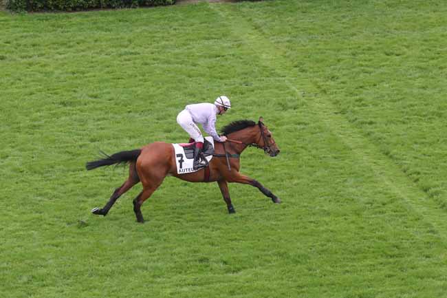Photo d'arrivée de la course pmu PRIX GUILLAUME JAVOY à AUTEUIL le Mercredi 8 mai 2024
