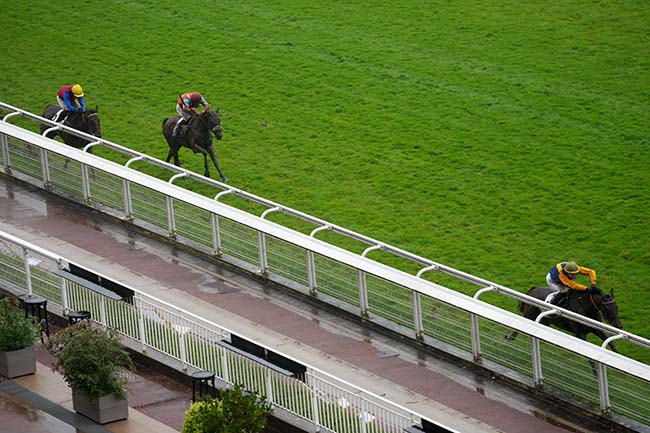 Photo d'arrivée de la course pmu PRIX BEAUMANOIR à AUTEUIL le Samedi 1 juin 2024