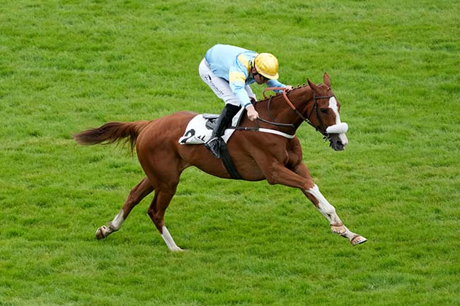 Photo d'arrivée de la course pmu PRIX XAVIER DE CHEVIGNY à AUTEUIL le Samedi 15 juin 2024