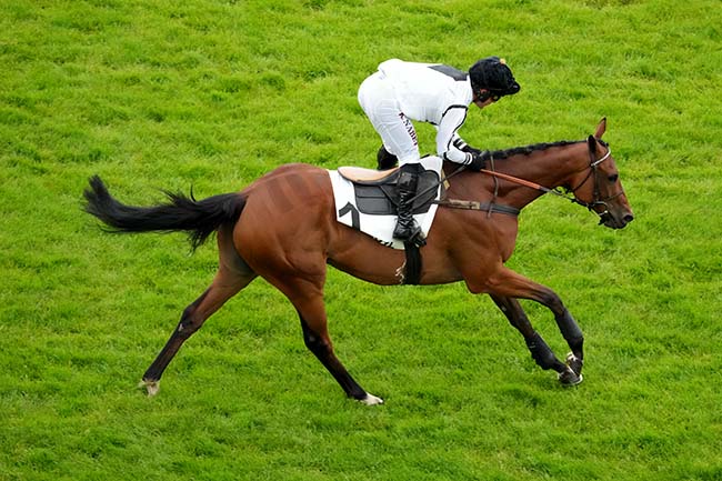 Photo d'arrivée de la course pmu PRIX DU VESINET à AUTEUIL le Samedi 15 juin 2024