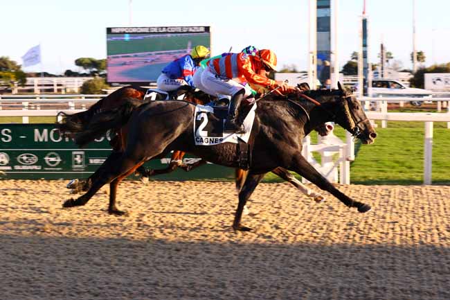 Photo d'arrivée de la course pmu PRIX DE ROQUEFORT-LES-PINS à CAGNES-SUR-MER le Lundi 13 janvier 2025