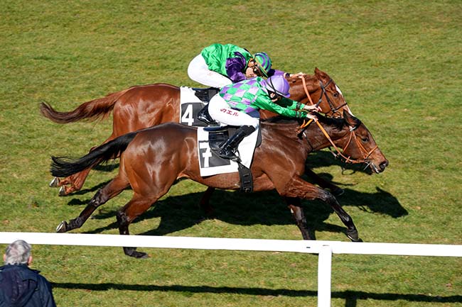 Photo d'arrivée de la course pmu PRIX DU ROCHER CASSEPOT à FONTAINEBLEAU le Mardi 18 mars 2025