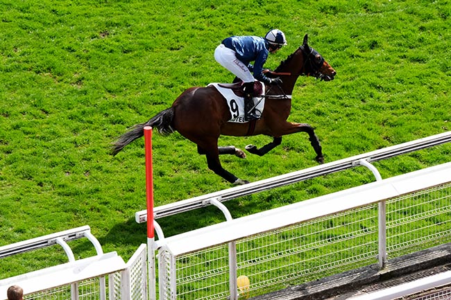 Photo d'arrivée de la course pmu PRIX GEOGRAPHIE à AUTEUIL le Dimanche 30 mars 2025