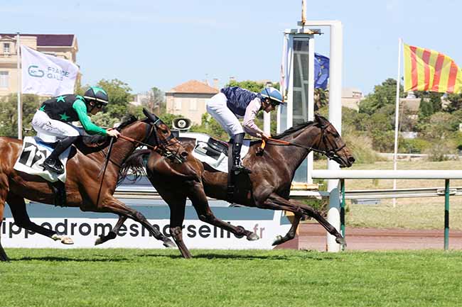Photo d'arrivée de la course pmu PRIX DE VITROLLES à MARSEILLE BORELY le Lundi 26 mai 2025