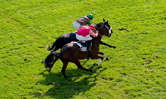 Photo d'arrivée de la course pmu PRIX PATRICK LEC à AUTEUIL le Mercredi 1 octobre 2025