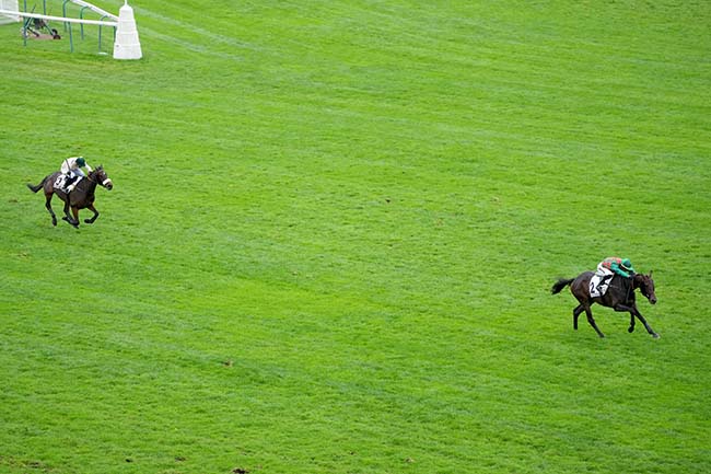 Photo d'arrivée de la course pmu PRIX HARAS DU REUILLY à AUTEUIL le Mercredi 29 octobre 2025