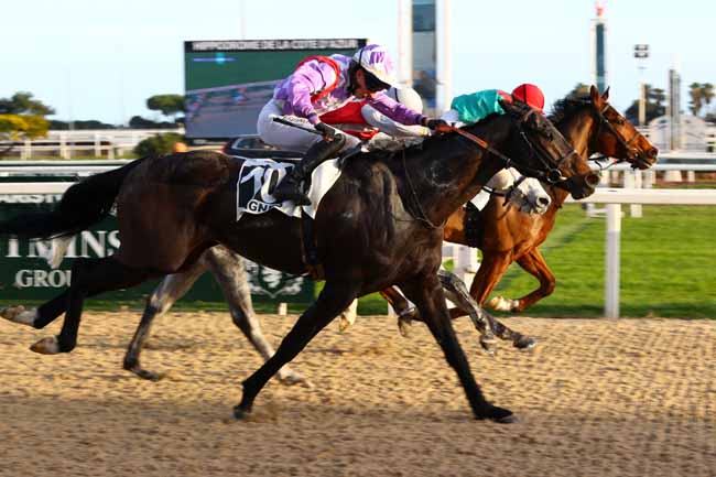 Photo d'arrivée de la course pmu PRIX DU VAL BORRIGO à CAGNES-SUR-MER le Mercredi 14 janvier 2026