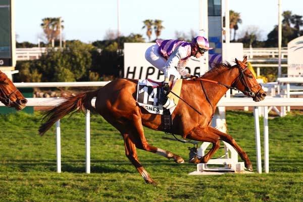 Photo d'arrivée de la course pmu PRIX DE VENCE à CAGNES-SUR-MER le Mercredi 4 février 2026