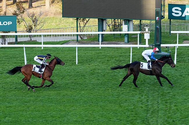 Photo d'arrivée de la course pmu PRIX TARENTELLE à SAINT CLOUD le Dimanche 15 mars 2026