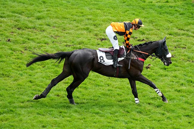 Photo d'arrivée de la course pmu PRIX RIGOLETTO à AUTEUIL le Samedi 2 mai 2026