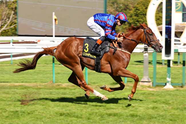 Photo d'arrivée de la course pmu PRIX DE L'ABBAYE SAINT-CORNEILLE à COMPIEGNE le Mardi 15 septembre 2026