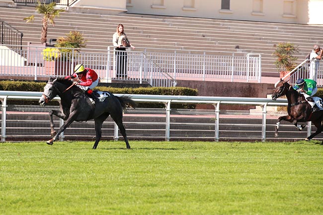 Photo d'arrivée de la course pmu PRIX PIOMARES - GUY NEGREL à AUTEUIL le Mardi 6 octobre 2026