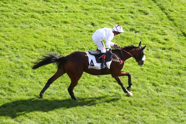 Photo d'arrivée de la course pmu PRIX ISOPANI à AUTEUIL le Samedi 17 octobre 2026