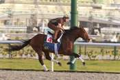 La photo de Gio Ponti pronostic pmu dubai world cup hippodrome de meydan