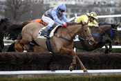 Photo de KING TUNE cheval de HAIES