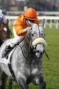 Photo de GRIS DE GRIS cheval de PLAT